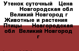 Утенок суточный › Цена ­ 150 - Новгородская обл., Великий Новгород г. Животные и растения » Птицы   . Новгородская обл.,Великий Новгород г.